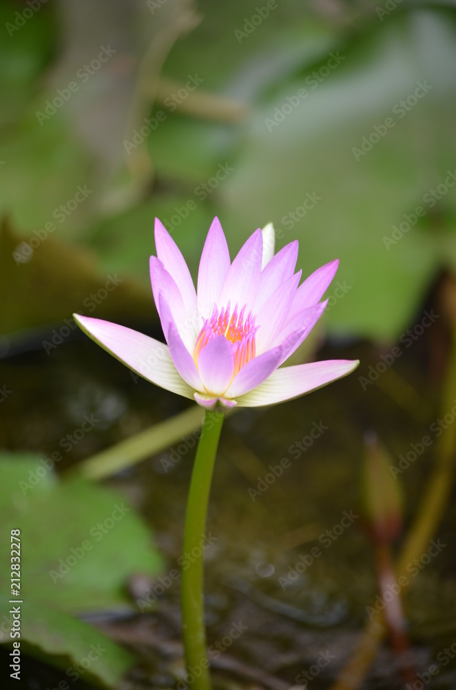 macro purple blue lotus asia