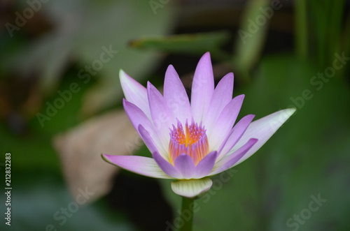 macro purple blue lotus asia