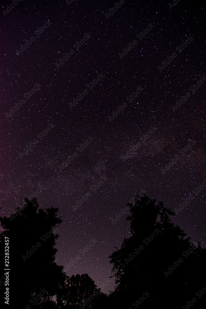 Night sky Stars above trees in forest