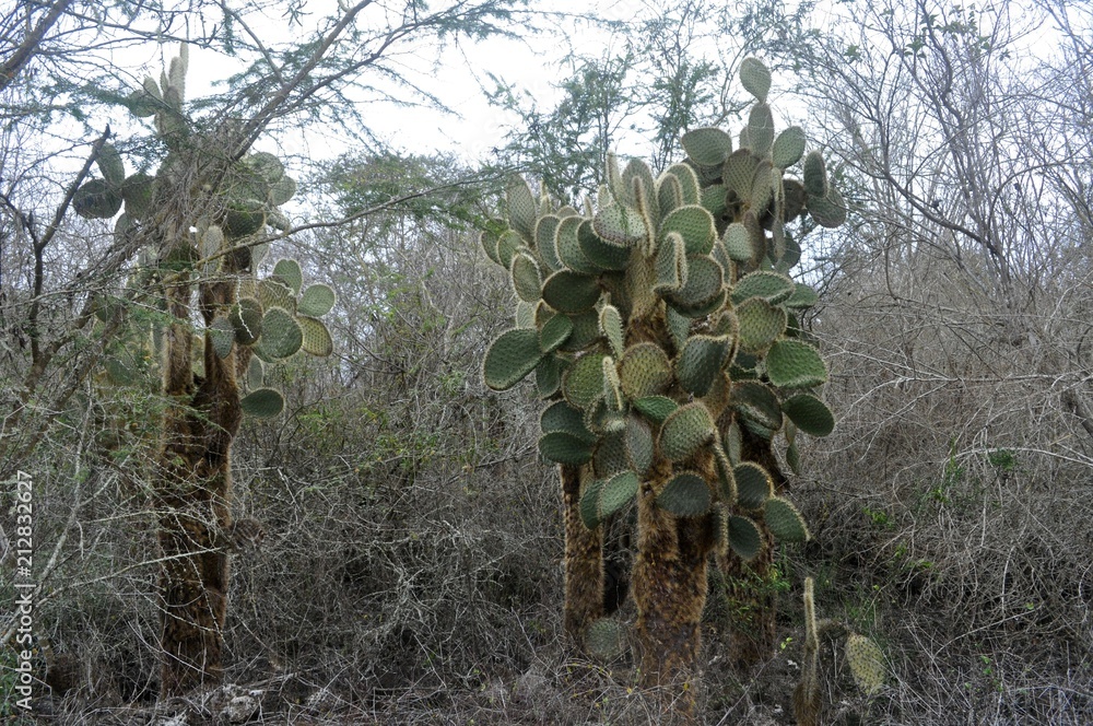 Fototapeta premium Galapagos lava cactus tree