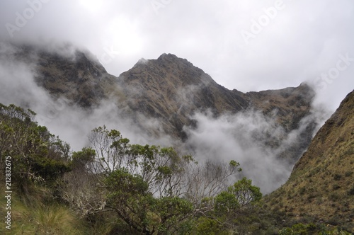 Cloud forest on Inca Trail