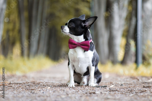Cute chihuahua dog in bow-tie. Portrait of black and white chihuahua outdoors. Close up portrait.