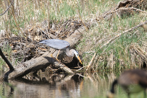 Biue heron photo