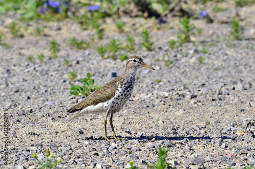 Spotted Sandpiper