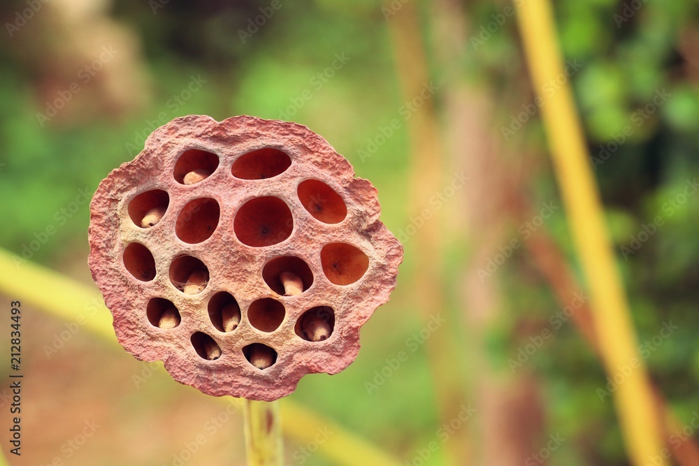 Dried lotus seed in tropical Dried lotus seed in tropical