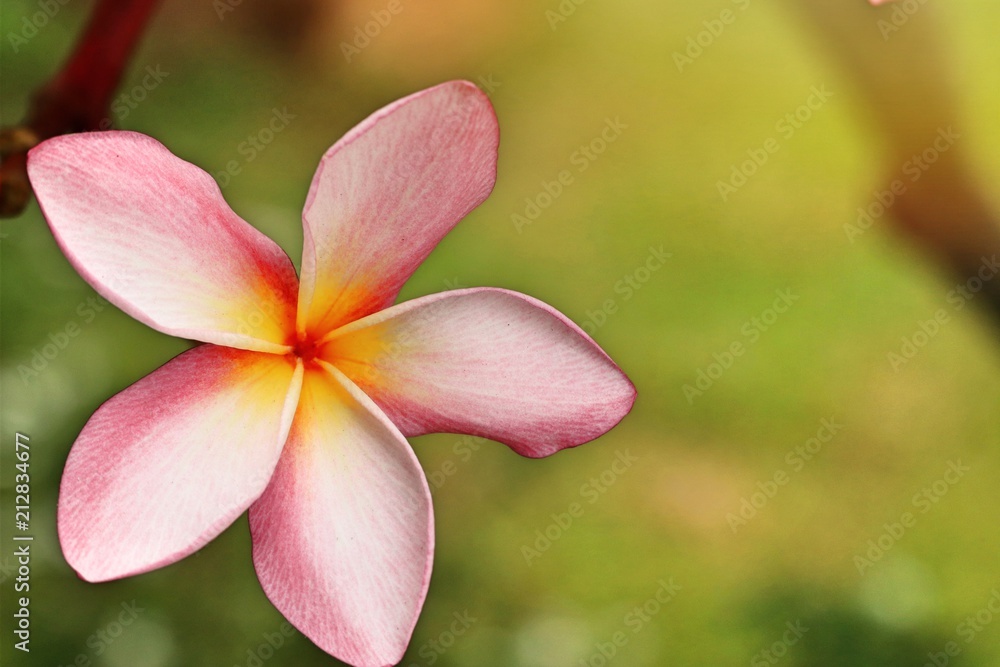 Tropical flowers pink frangipani