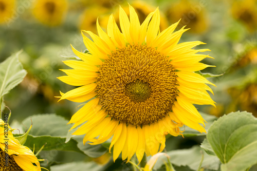 Fototapeta Naklejka Na Ścianę i Meble -  Sunflower Head in Bloom. Dixon, Solano County, California, USA.