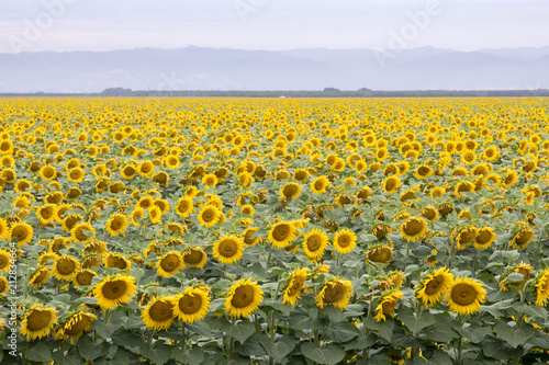 Sunflower Field in Bloom. Dixon, Solano County, California, USA.