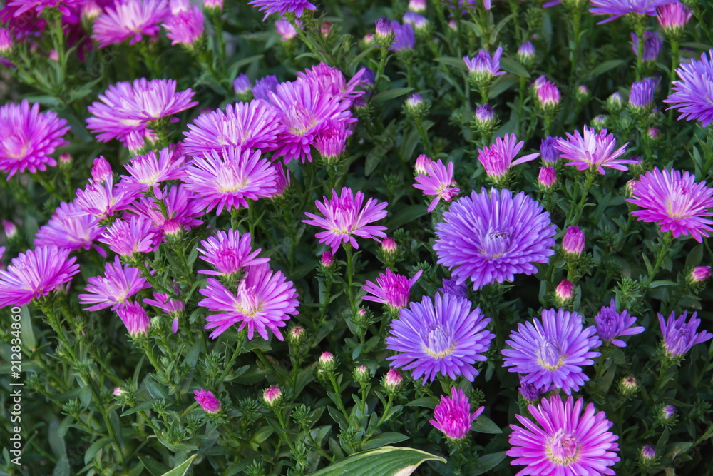 Pink and purple aster flowers in the garden Pink and purple aster flowers in the garden