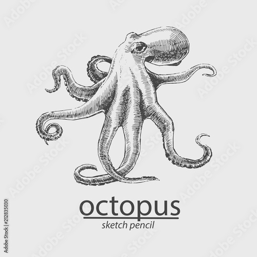 Octopus. A marine resident. Sketch style. Vector