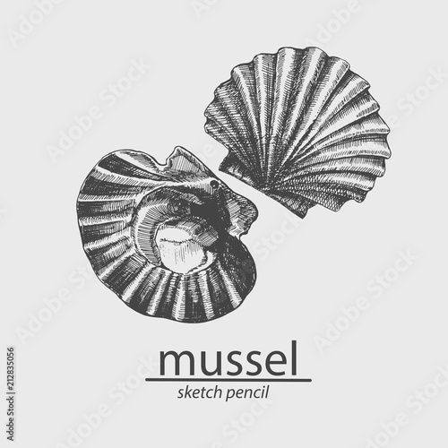 Sea mussel. A marine resident. Sketch. Vector