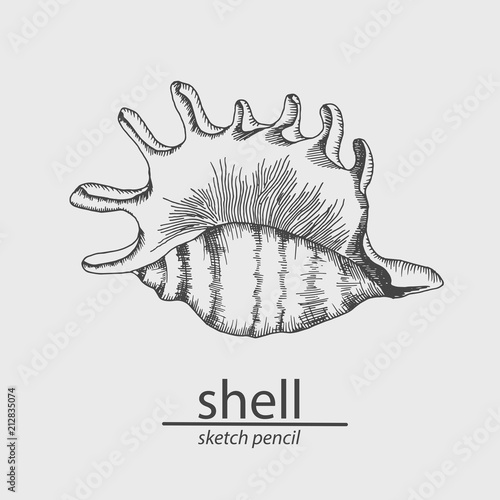 Sea shell. A marine resident. Sketch. Vector