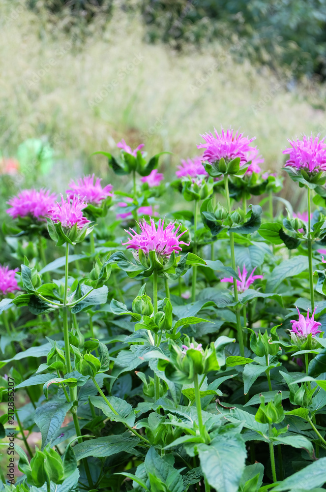 Monarda x hybrida flower in the flower bed in the park in the summer Monarda x hybrida flower in the flower bed in the park in the summer