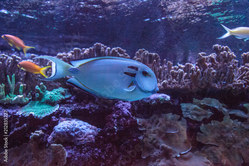 Doubleband surgeonfish Acanthurus tennenti photo