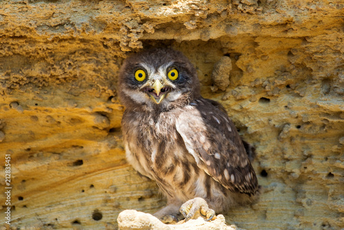 Little owl or Athene noctua perched on ground photo