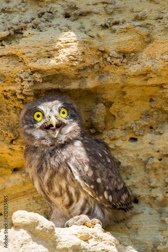 Little owl or Athene noctua perched on ground photo