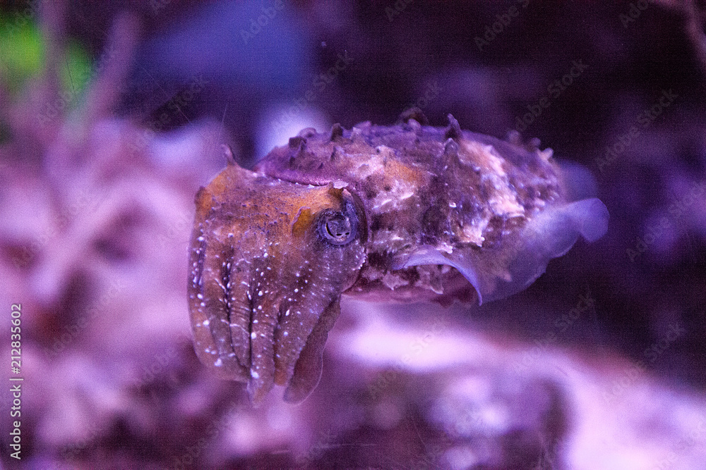 Fototapeta premium Dwarf cuttlefish Sepia bandensis