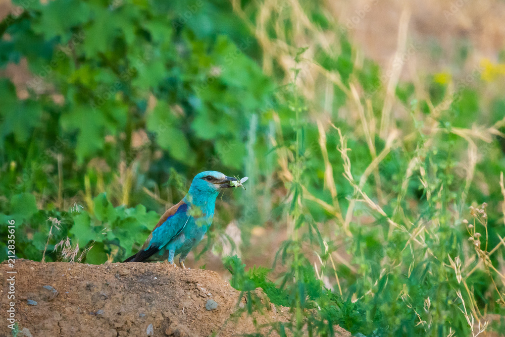 European roller or coracias garrulus with prey on ground European roller or coracias garrulus with prey on ground
