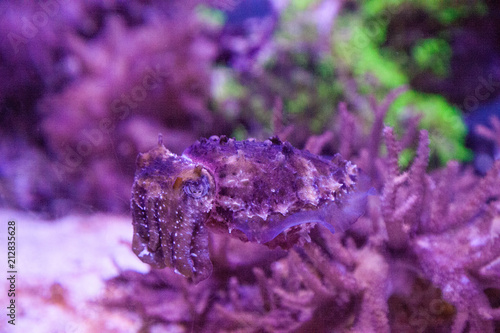 Dwarf cuttlefish Sepia bandensis photo