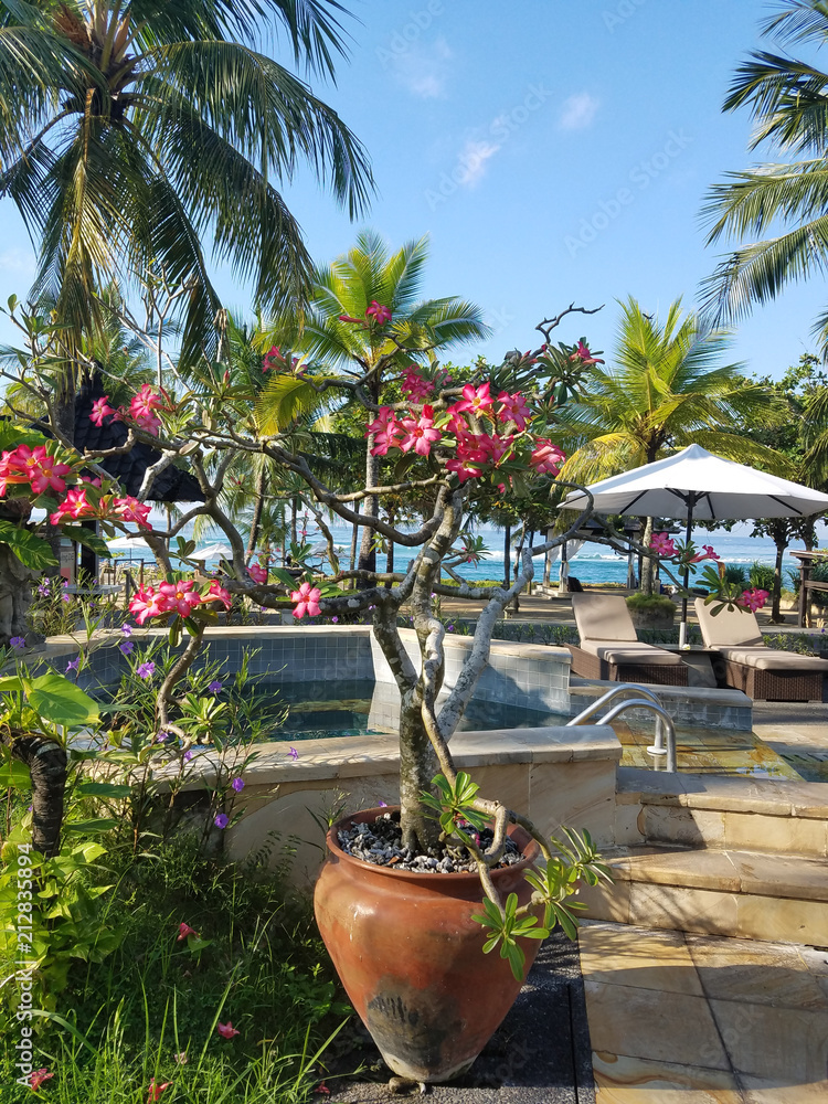 Fototapeta premium Pink frangipani flower