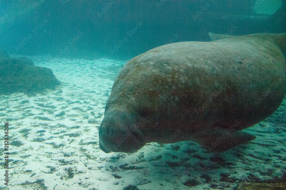 Florida manatee also called the West Indian manatee or sea cow Stock