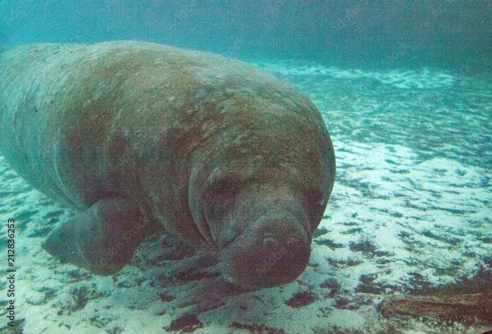 Foto de Florida manatee also called the West Indian manatee or sea cow