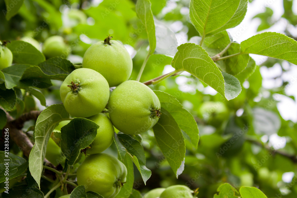 green apples hanging from a tree branch in an fruit orchard - organic farm food, agriculture and harvest concept