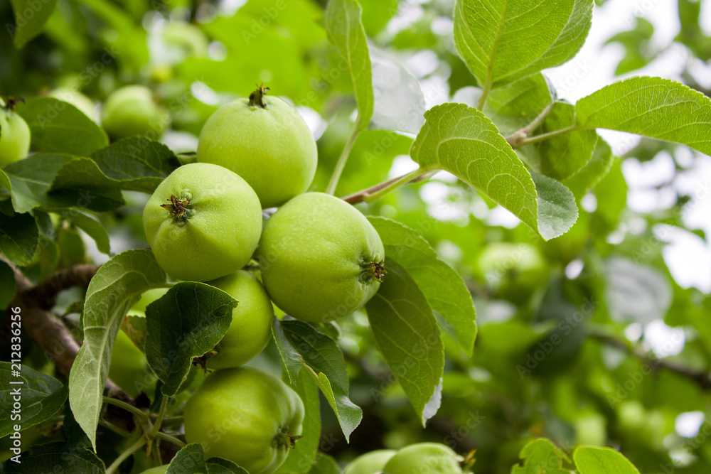 green apples hanging from a tree branch in an fruit orchard - organic farm food, agriculture and harvest concept green apples hanging from a tree branch in an fruit orchard - organic farm food, agriculture and harvest concept