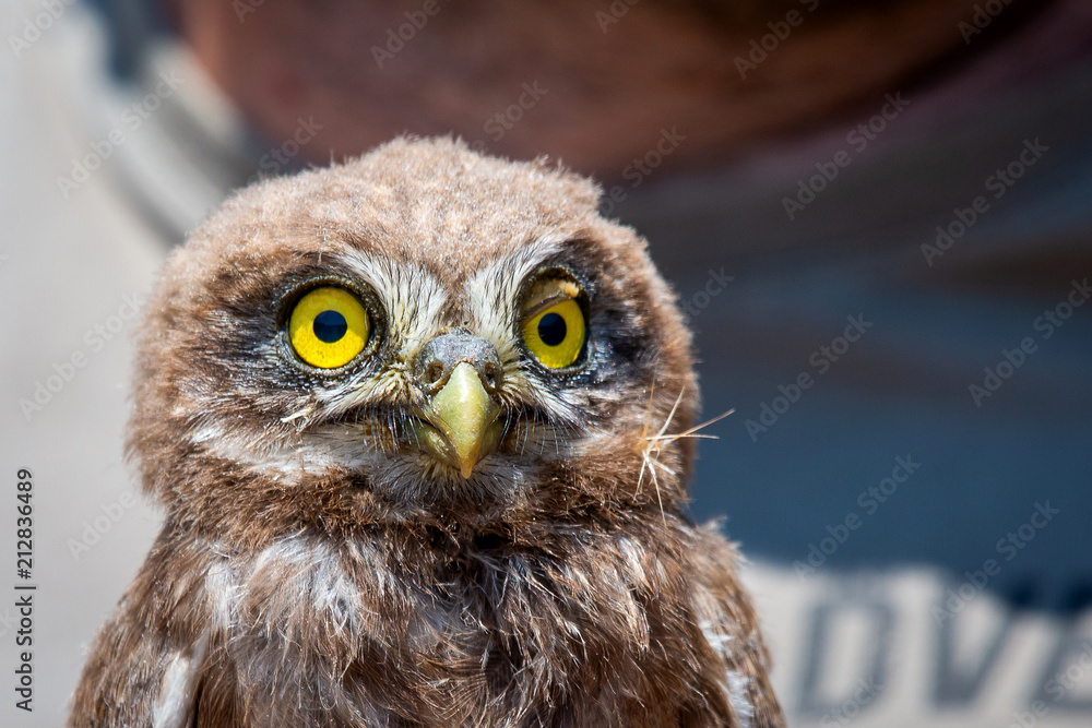 Portrait of little owl or Athene noctua Portrait of little owl or Athene noctua