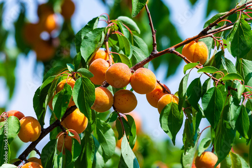 Ripe apricots on a tree branch