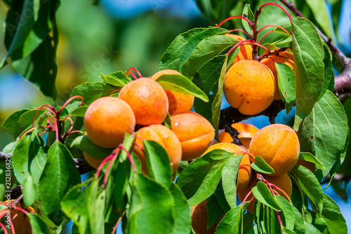 Ripe apricots on a tree branch photo