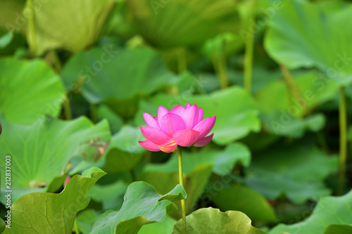 Blooming lotus flowers in the park