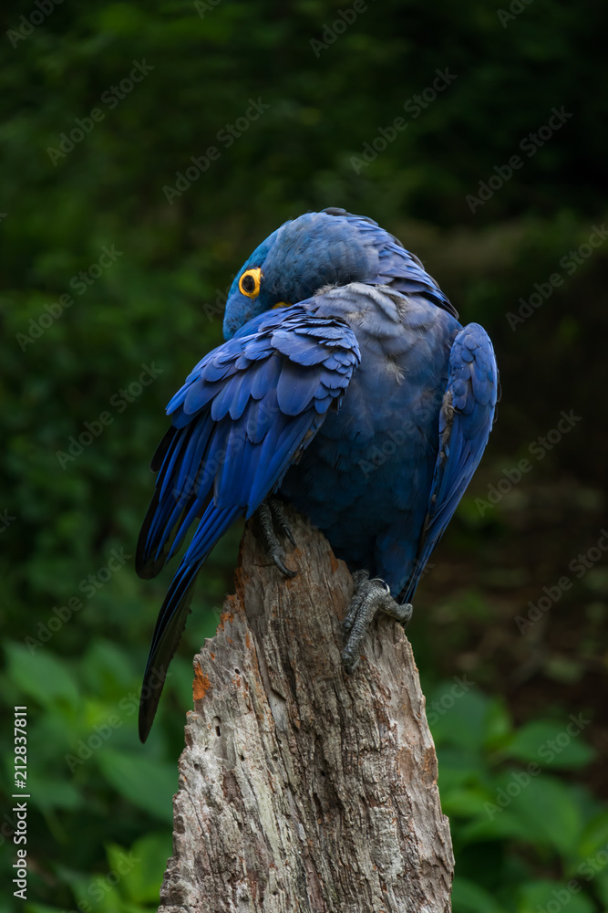 Naklejka premium Hyacinth Macaw close-up
