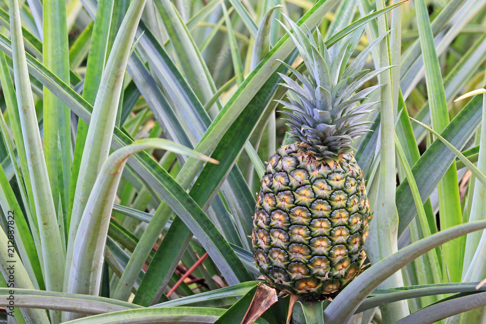 Pineapple on the bush - Oahu, Hawaii Pineapple on the bush - Oahu, Hawaii
