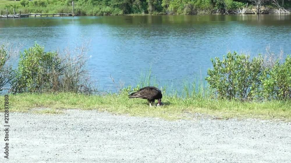 Turkey Vulture Eating A Fish from of the Yeocomico River Turkey Vulture Eating A Fish from of the Yeocomico River