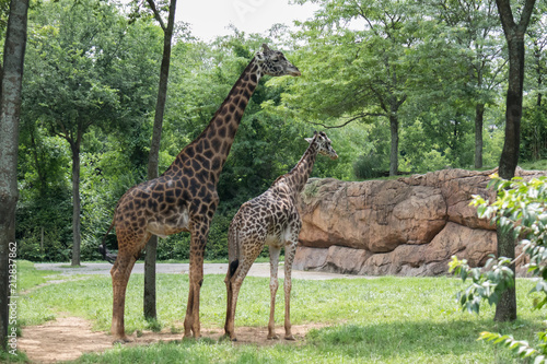 Giraffes standing under trees