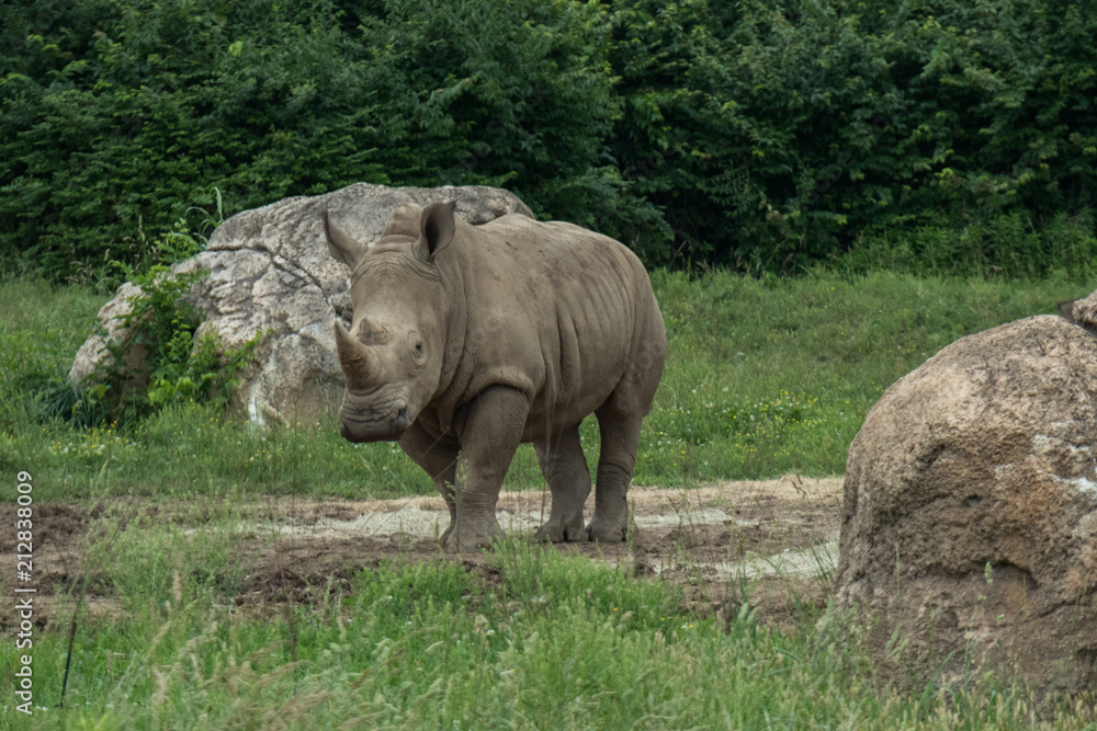 Fototapeta premium Black Rhinoceros