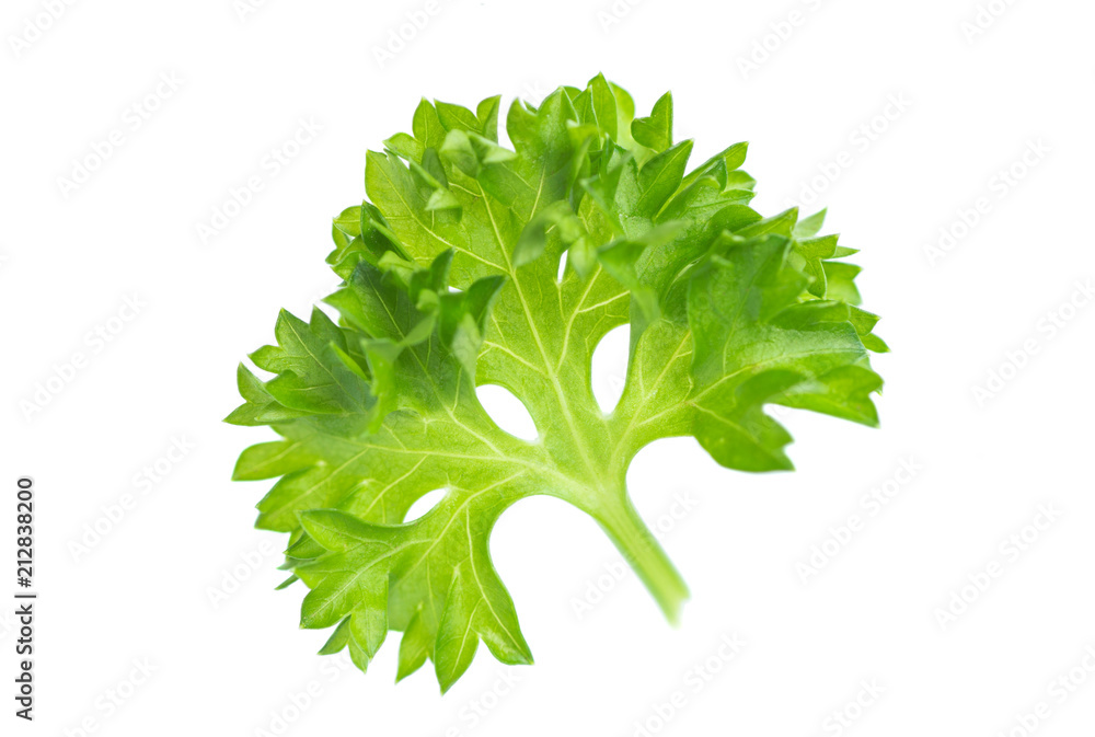 Fototapeta premium Parsley isolated on white background.