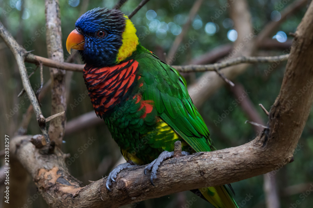 Lorikeet close-up Lorikeet close-up