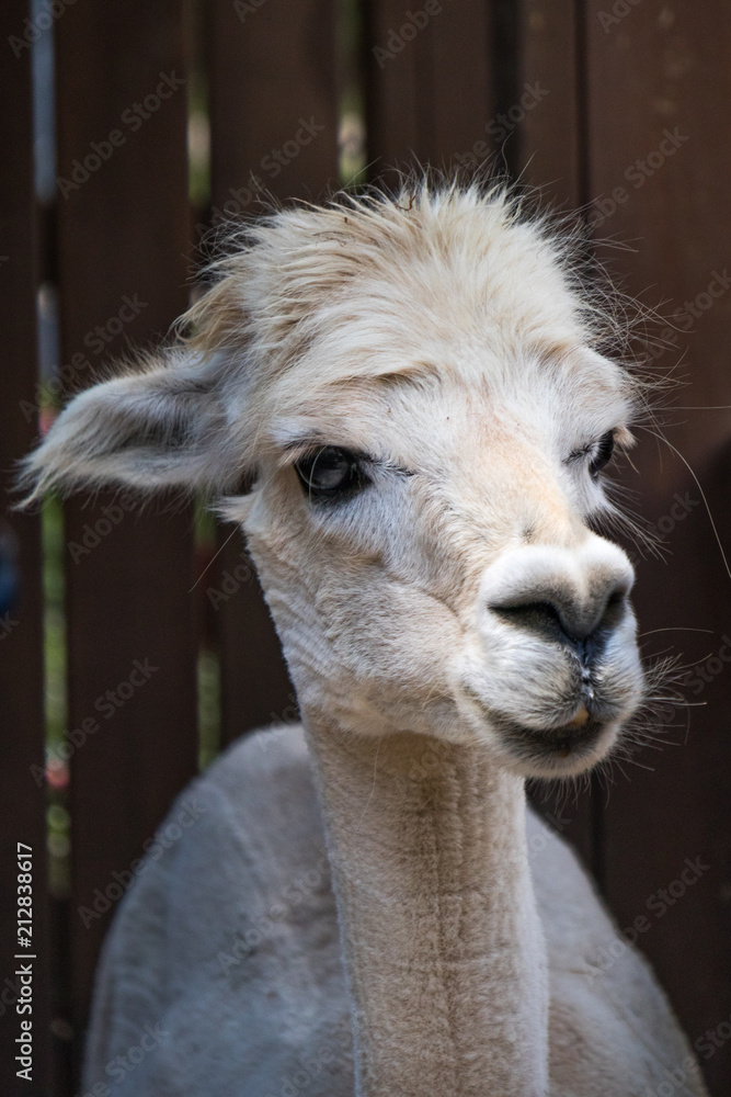 Obraz premium Alpaca head close-up