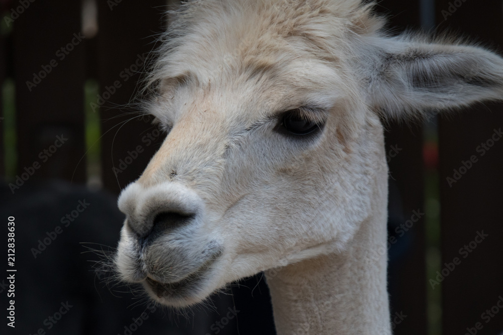 Obraz premium Alpaca head close-up