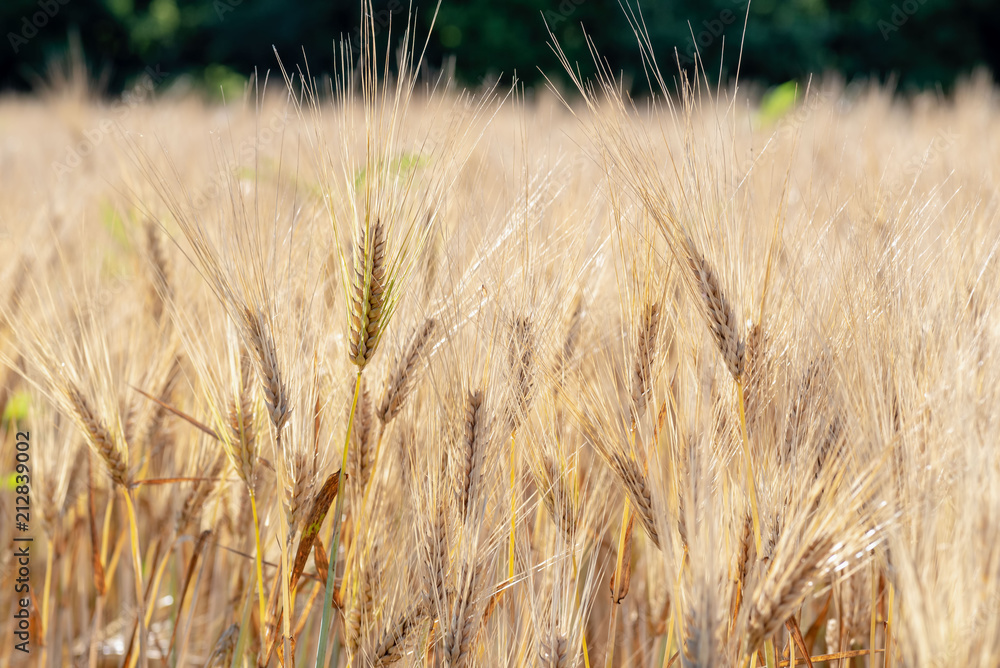 Fototapeta premium field of wheat in summer sun