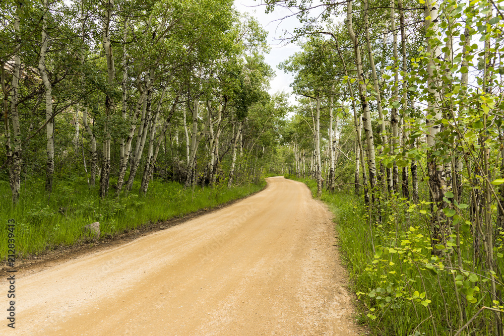 Obraz premium Dirt Road With Aspen Trees Horizontal