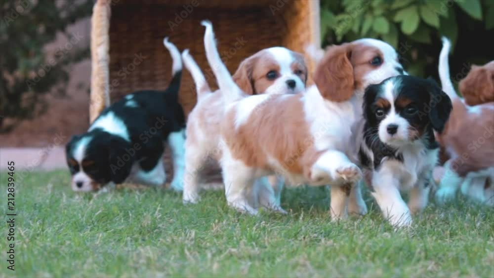 Beautiful Puppies Running in Field of bright green grass after being poured from a brown wicker basket on a warm day. Cute Dog Litter Video for animal breeders. Beautiful Puppies Running in Field of bright green grass after being poured from a brown wicker basket on a warm day. Cute Dog Litter Video for animal breeders.