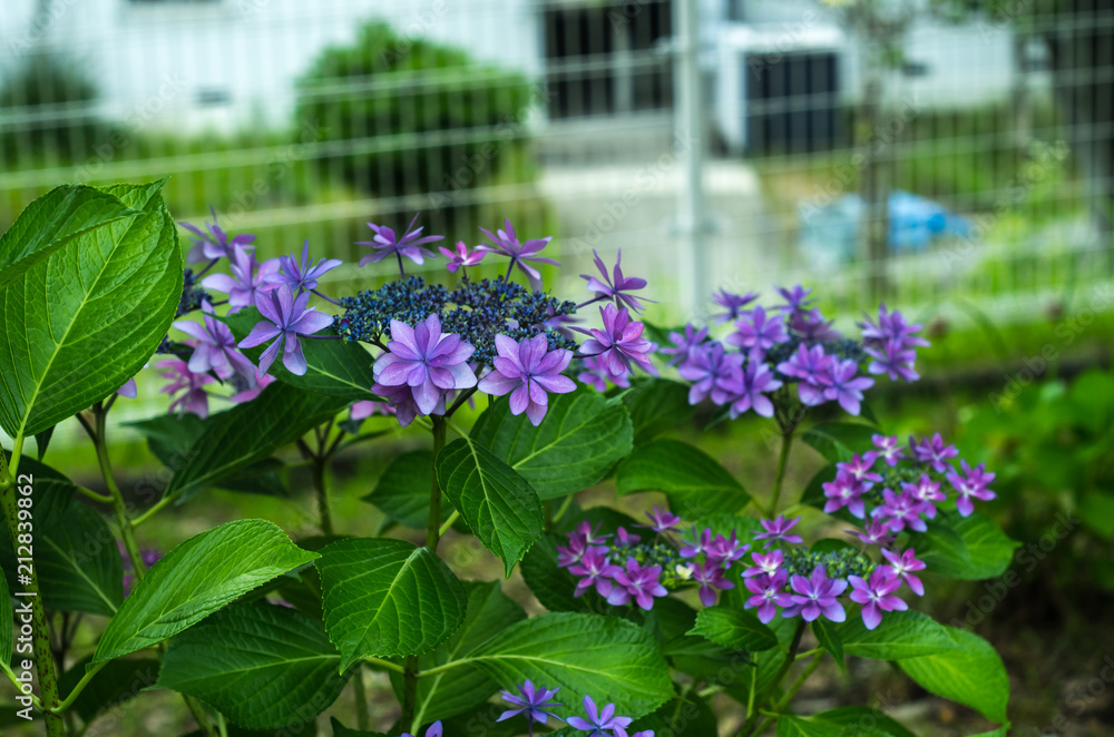 Obraz premium 道端に咲く八重咲の額紫陽花