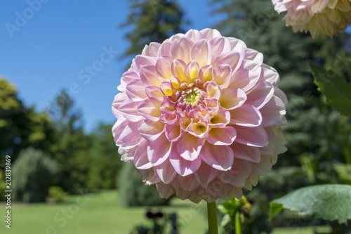 Fototapeta Naklejka Na Ścianę i Meble -  Light Pink Glenmarc Sophie Dahlia