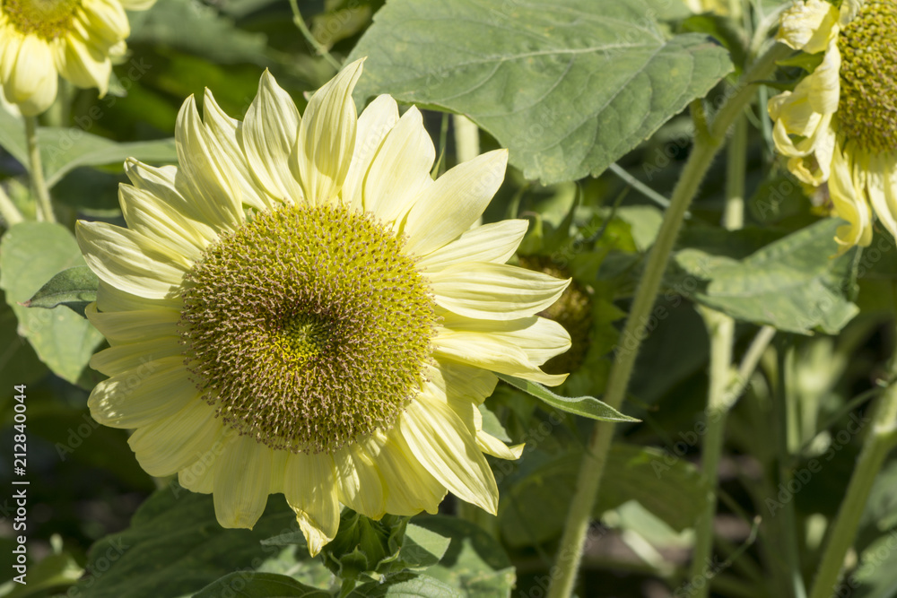 Helianthus (Sunflowers) Flowers - Pastel Yellow Petals Helianthus (Sunflowers) Flowers - Pastel Yellow Petals