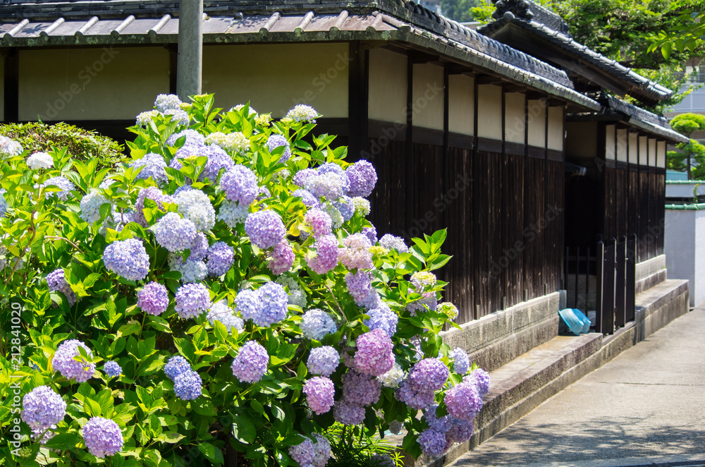 大阪池田 久安寺の紫陽花 Stock Photo Adobe Stock 大阪池田 久安寺の紫陽花 Stock Photo Adobe Stock