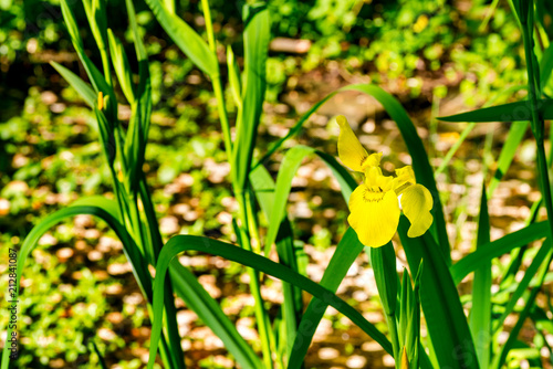 Fototapeta Naklejka Na Ścianę i Meble -  Yellow pond iris