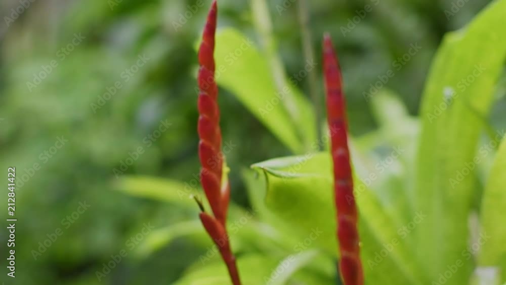 Flowers and plants in a jungle setting during the day. Close up, slow motion shots with shallow depth of field.